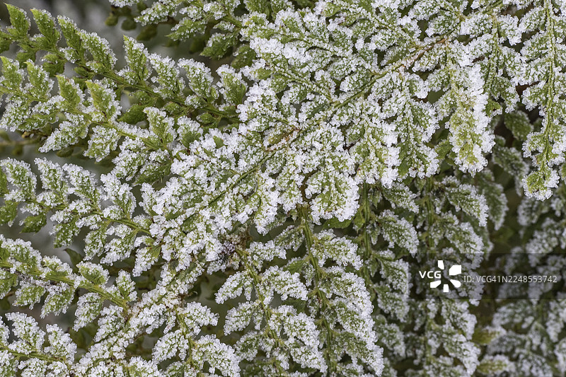 覆霜的蕨类植物（Polystichum setiferum），德国下萨克森州埃姆斯兰图片素材