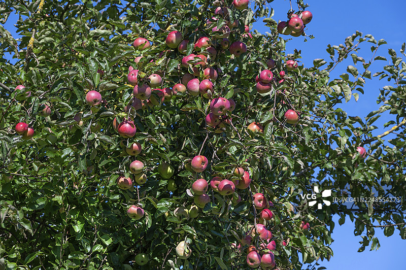 德国梅克伦堡-前波美拉尼亚州奥滕斯多夫，树上的红苹果（林檎属）图片素材