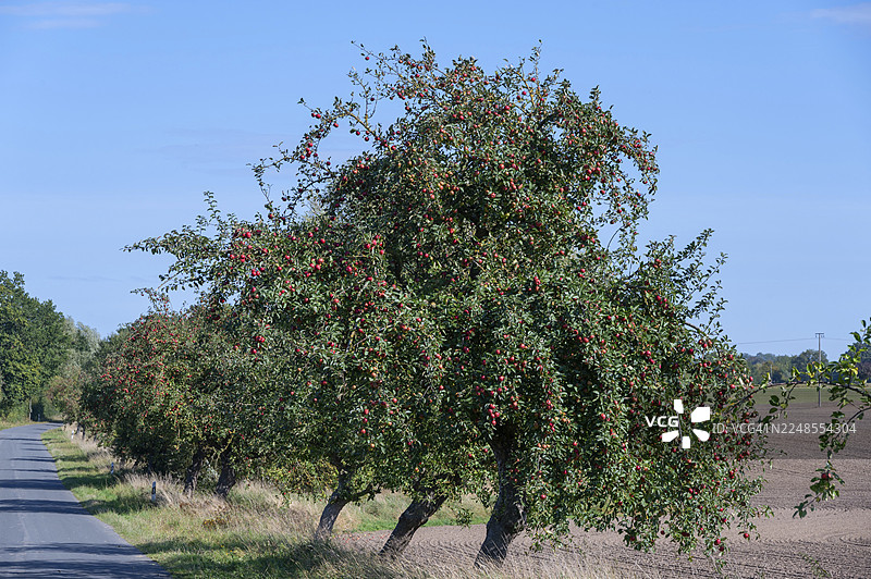 德国梅克伦堡-前波美拉尼亚州奥滕斯多夫的乡村路旁的苹果树（Malus）结满了成熟的苹果图片素材