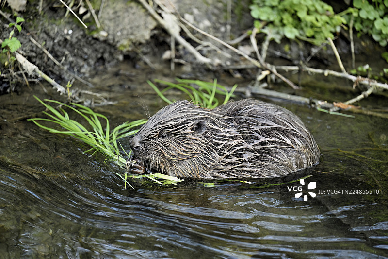 欧亚河狸，欧洲河狸（Castor fiber），在瑞士楚格州溪流岸边吃草图片素材