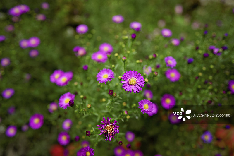 阿尔卑斯紫菀 (Aster alpinus)，盛开，霞慕尼，法国图片素材