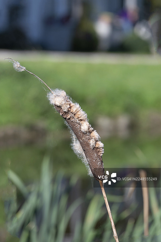褪色的香蒲(Typha),在池塘中,奥滕斯多夫,梅克伦堡-前波美拉尼亚州,德国图片素材