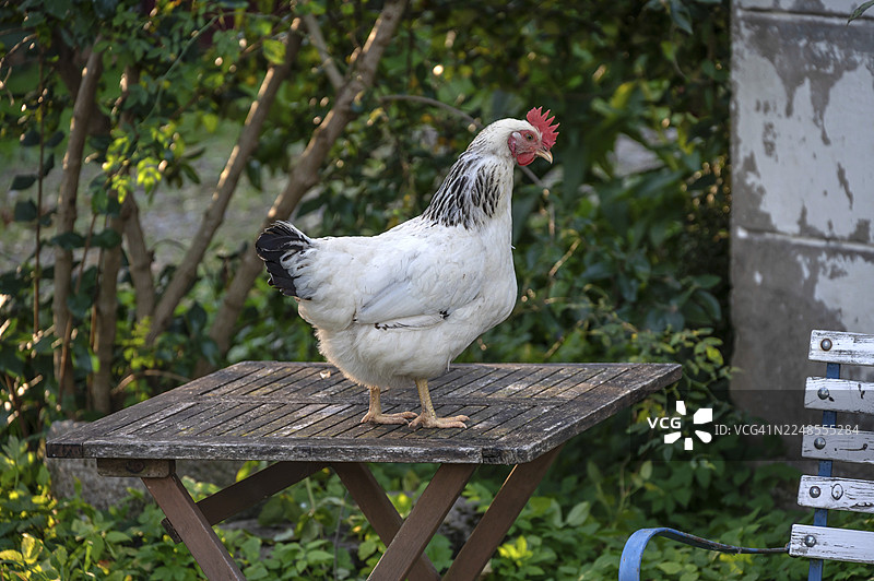 德国梅克伦堡-前波美拉尼亚州奥滕斯多夫一只白母鸡（家鸡）放在花园桌上图片素材