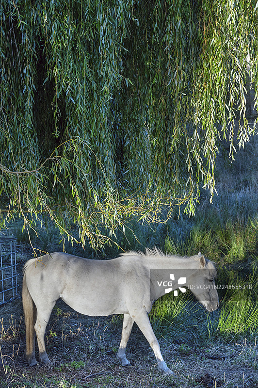 马，在柳树（Salix）下，梅克伦堡-前波美拉尼亚州奥滕斯多夫，德国图片素材