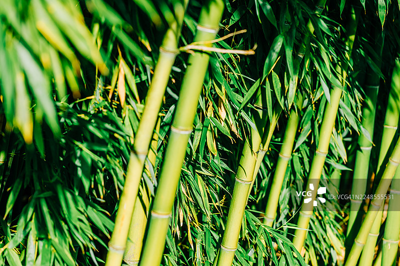 阳光下生长着的绿色竹林茎秆图片素材