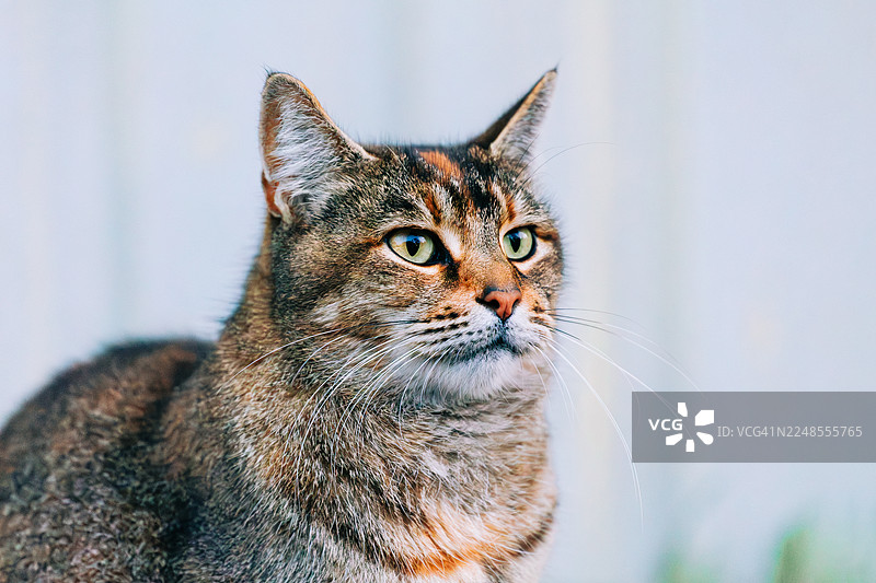 一只虎斑猫，绿色的眼睛，看向别处图片素材