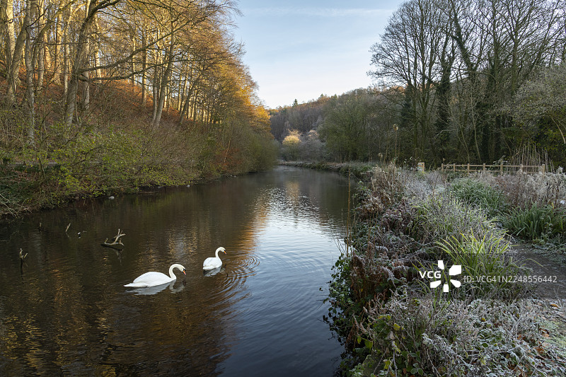 英格兰斯托克波特附近的埃瑟罗乡村公园，冬日清晨的天鹅图片素材