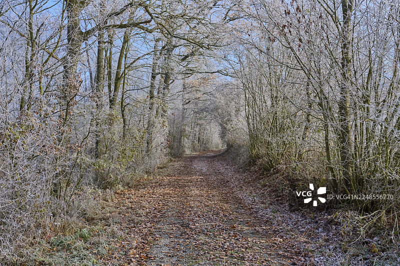 寒冷冬日里被白霜覆盖的森林小径，周围是光秃秃的、冰冻的树木，有霜花，冬季，乌尔法尔，韦尔特海姆，美因-陶伯县，巴登-符腾堡州，德国图片素材