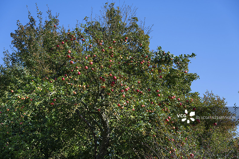 成熟的苹果（Malus）挂在树上，梅克伦堡-前波美拉尼亚州，德国图片素材