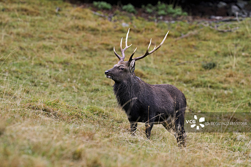 法国夏蒙尼勃朗峰地区梅尔莱公园的梅花鹿（Cervus nippon）在草地上站立图片素材