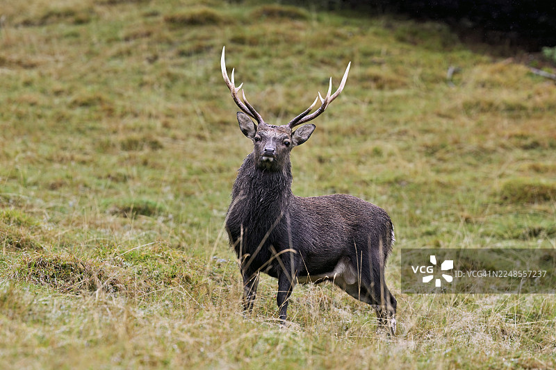 梅花鹿（Cervus nippon）在草地上站立，法国上萨瓦省夏蒙尼勃朗峰梅尔莱公园图片素材