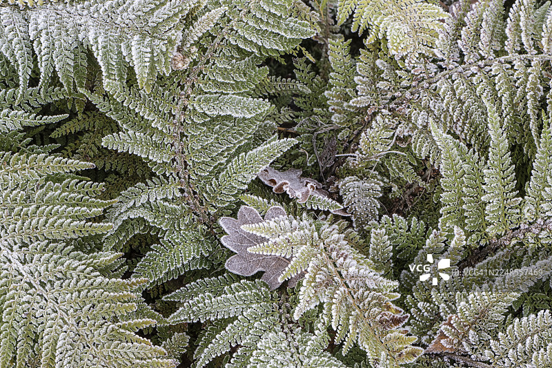覆盖着白霜的蕨类植物（Polystichum setiferum），德国下萨克森州埃姆斯兰图片素材