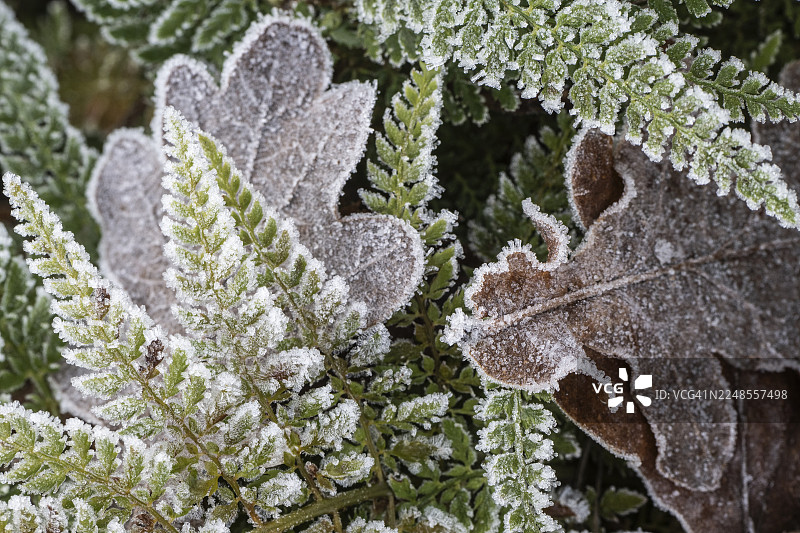 欧洲鳞毛蕨（Polystichum setiferum）覆盖着白霜，地点位于德国下萨克森州埃姆斯兰地区。图片素材