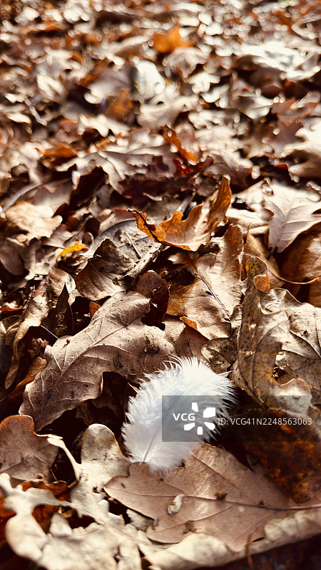 秋天落叶分解，上面覆盖着一根白色的羽毛图片素材