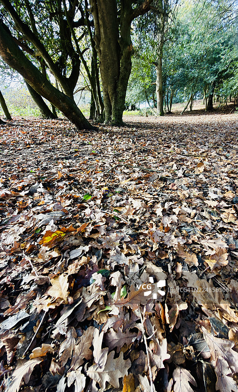林地秋景，落叶分解于地面图片素材