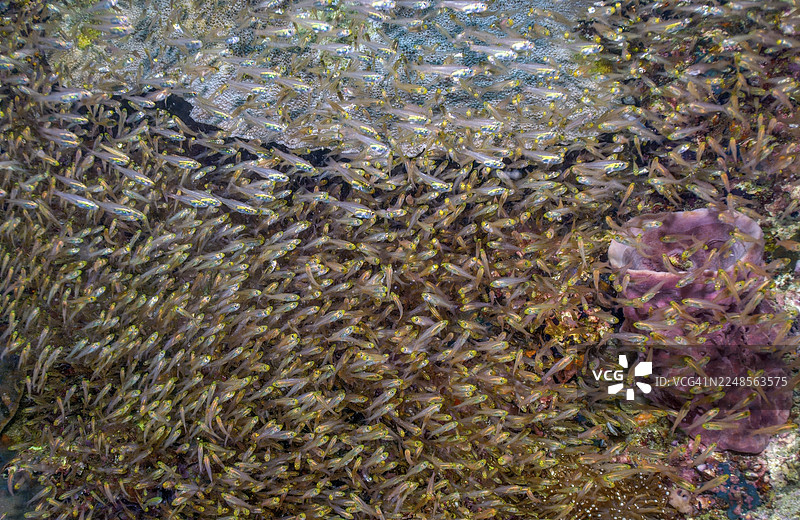 大量密集的黄金玻璃鱼（Parapriacanthus ransonneti）鱼群，印度洋，安达曼海，泰国图片素材