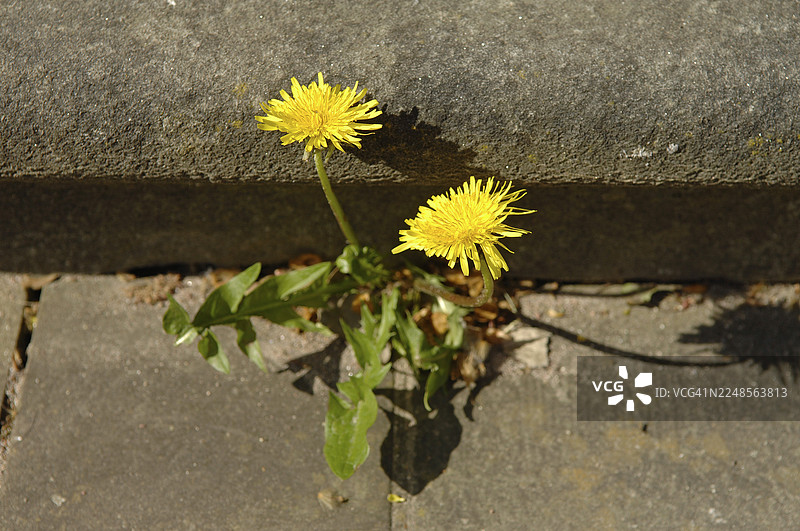 普通蒲公英，蒲公英（Taraxacum officinale）生长在石板缝隙之间图片素材