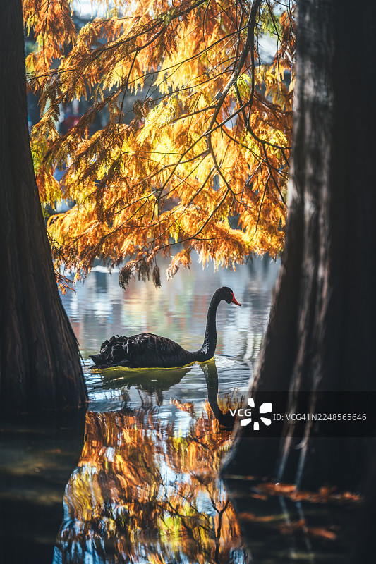 黑天鹅在南京江苏雁之湖秋水中共舞图片素材