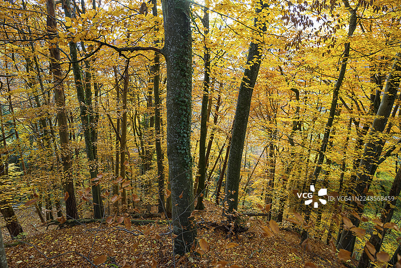 秋季森林，康斯坦茨湖畔，德国巴登-符腾堡州，于伯林根附近图片素材