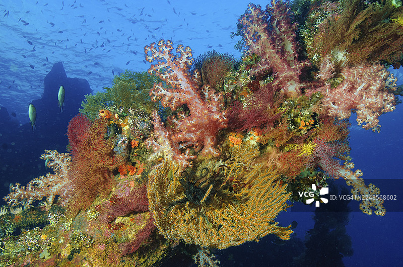 不同种类的珊瑚，包括色彩鲜艳、完好无损、健康艳丽的软珊瑚（Dendronephthya）和角珊瑚（Gorgonacea），生长在部分沉船上，形成人工珊瑚礁，印度-太平洋，印度洋，巴厘岛，印度尼西亚图片素材