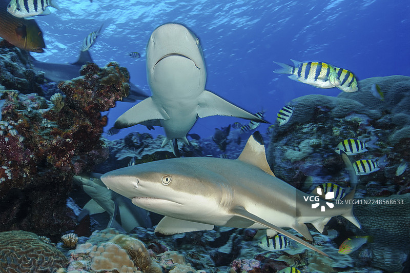 前景处,黑鳍礁鲨(Carcharhinus melanopterus)在珊瑚礁中游过石珊瑚(Scleractinia),上方有灰礁鲨(Carcharhinus amblyrhynchos)迎面游来,太平洋,雅浦岛图片素材