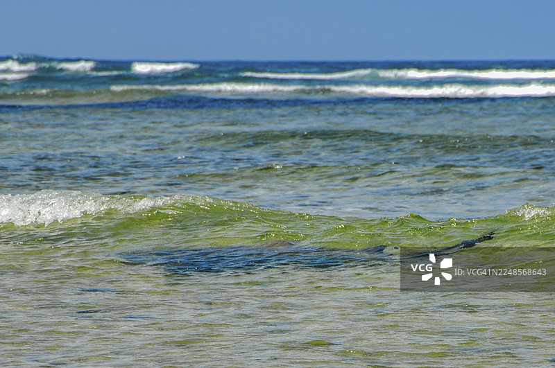 从岸边看到的北大西洋护士鲨(Ginglymostoma cirratum)剪影,它正游弋在水面下方,在靠近海岸的浅水区朝观察者游来,佛得角萨尔岛。图片素材