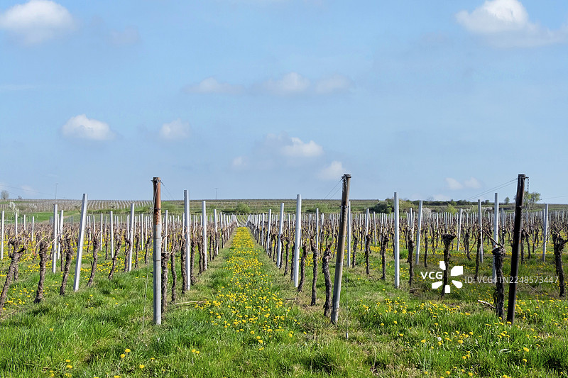春天，德国莱茵兰-普法尔茨州普法尔茨地区，南普法尔茨的维恩菲尔德图片素材