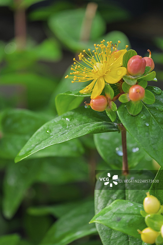 圣约翰草（贯叶连翘），花和果实，北莱茵-威斯特法伦州，德国图片素材