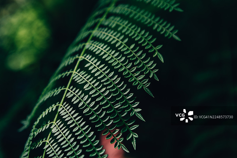 阳光下的蕨类植物叶片特写图片素材