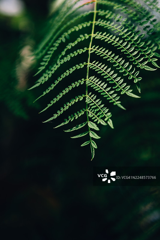 阳光下的蕨类植物叶片特写图片素材