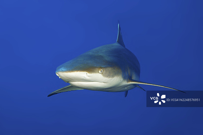 黑鳍礁鲨（Carcharhinus melanopterus）的近距离水下照片，一条黑鳍礁鲨在太平洋、中国、密克罗尼西亚联邦、澳大利亚、大洋洲的雅浦岛附近游动图片素材