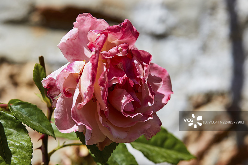 15世纪的潘塔纳萨修道院,修道院花园,阳光下粉色玫瑰的特写,花瓣轻柔卷曲,位于米斯特拉斯(拜占庭中世纪遗址,联合国教科文组织世界遗产,斯巴达西北部,泰吉托斯山麓)图片素材