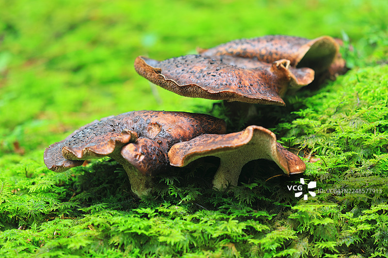 蘑菇，森林，兰特恩瑟尔山谷，福拉尔贝格，奥地利图片素材