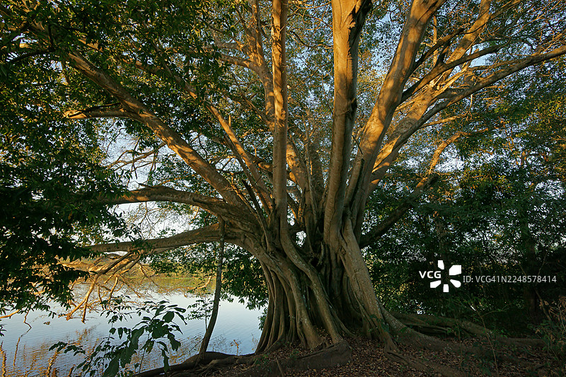 巴西潘塔纳尔湿地河岸边的榕属植物图片素材