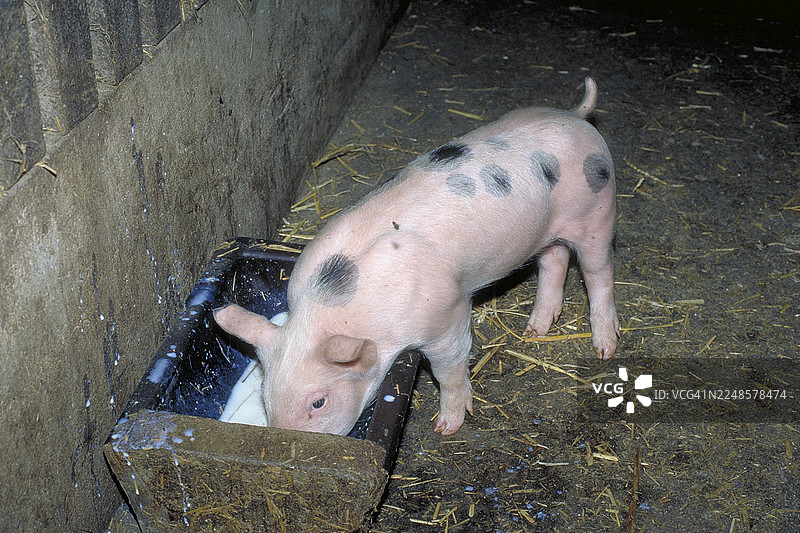 杜洛克猪品种(Sus scrofa domesticus)的小猪在食槽边,德国巴伐利亚州法兰克尼亚地区图片素材