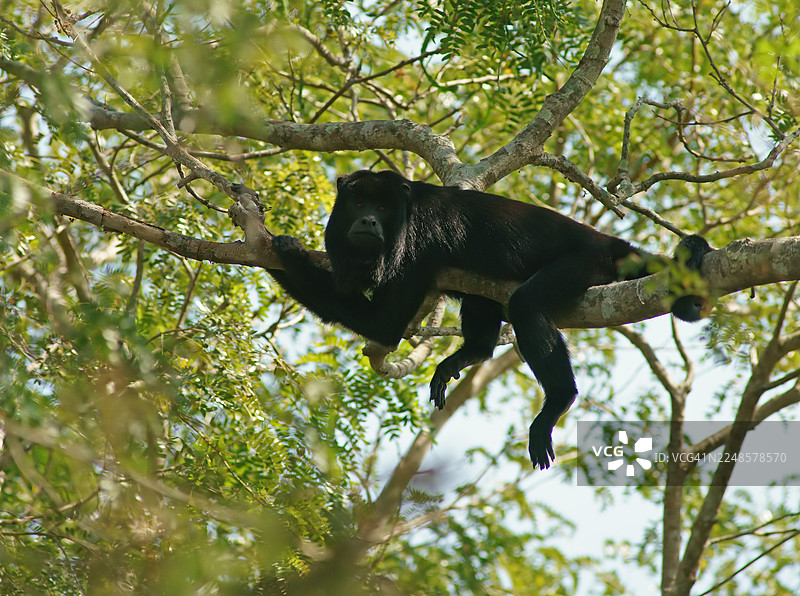 黑吼猴(Alouatta)雄性,潘塔纳尔,内陆,湿地,联合国教科文组织生物圈保护区,世界遗产,湿地生境,马托格罗索,巴西,南美洲图片素材
