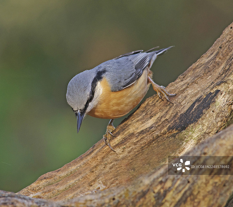 欧洲鹪鹩图片素材