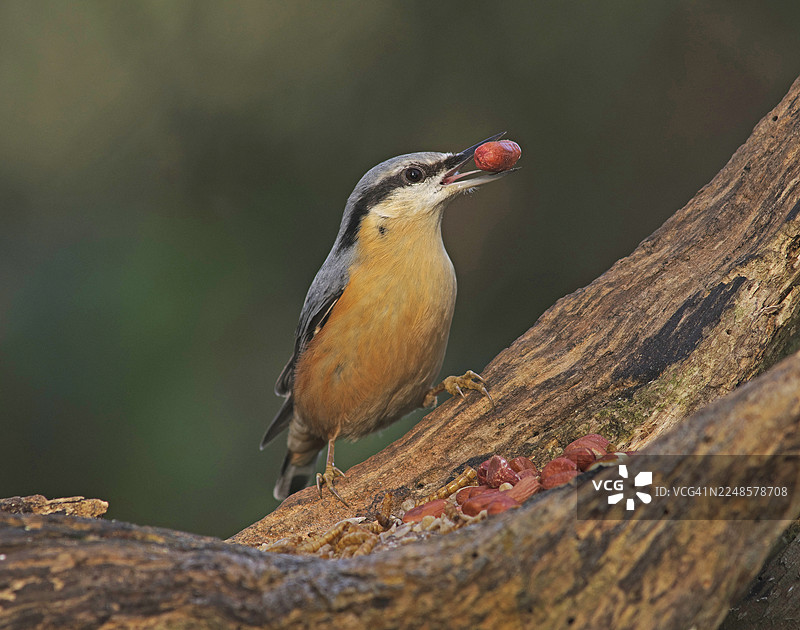 欧洲鹪鹩图片素材