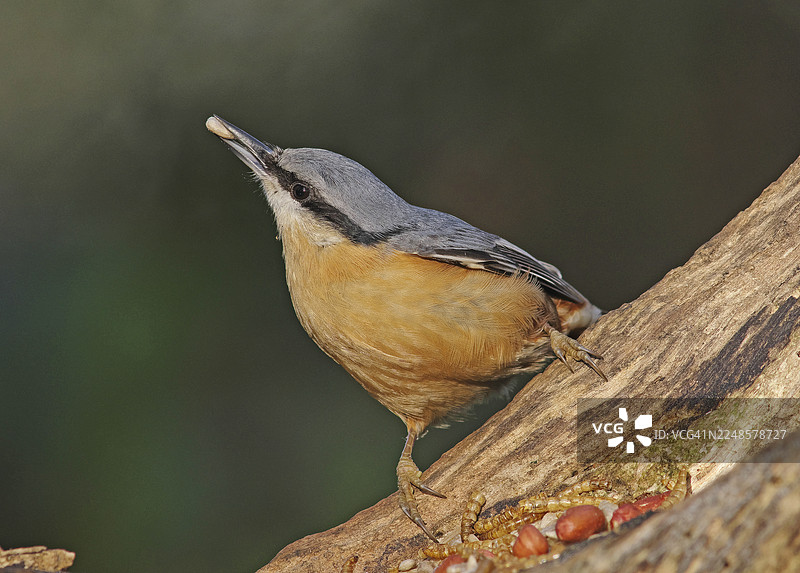 欧洲鹪鹩图片素材