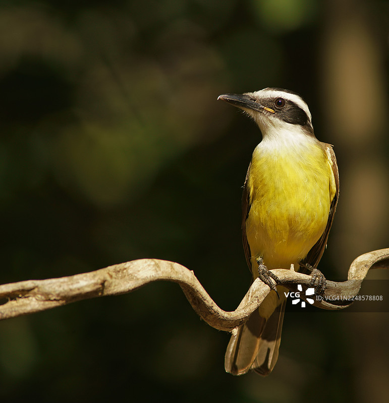 硫磺マスクタイラント (Pitangus sulphuratus)，潘塔纳尔，巴西，南美洲图片素材