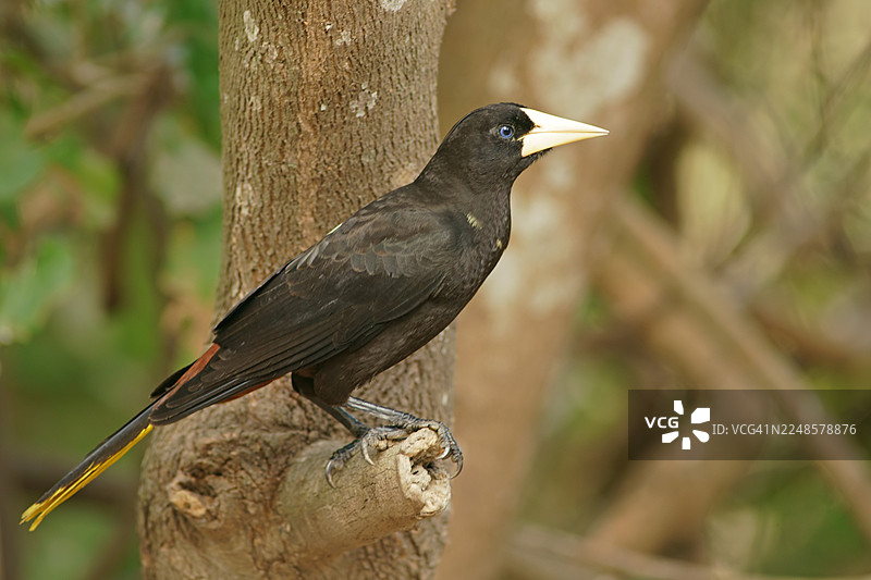 冠斑鹟（Psarocolius decumanus），栖息于树枝上，潘塔纳尔，巴西，南美洲图片素材