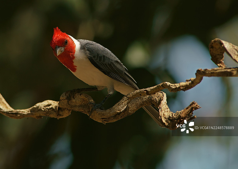 灰冠雀（Paroaria coronata），巴西马托格罗索 do Sul 州潘塔纳尔图片素材