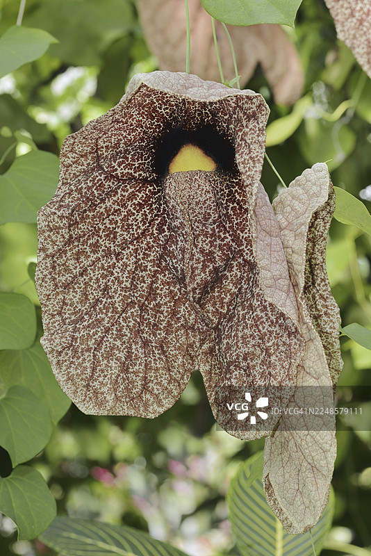 巨型马兜铃（Aristolochia gigantea, Aristolochia sylvicola），花，南美洲特有图片素材