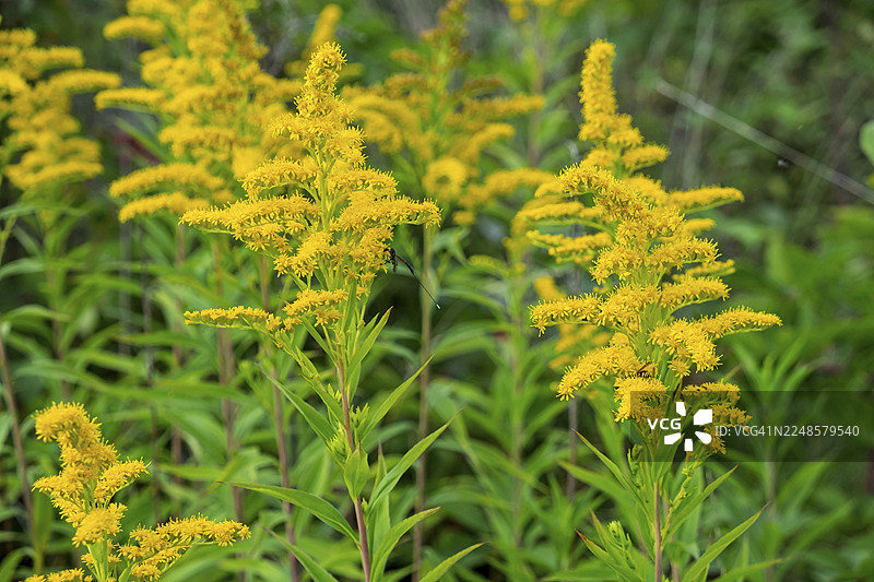 加拿大一枝黄花（Solidago canadensis），荷兰奥弗厄瑟尔省图片素材