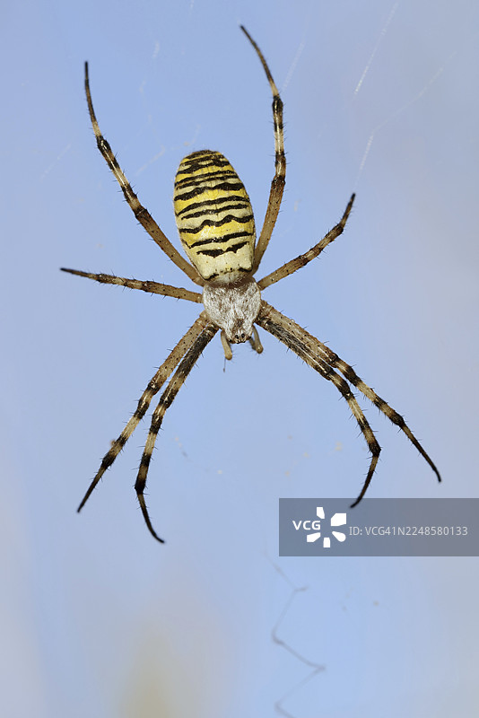 黄蜂织网蜘蛛（Argiope bruennichi），雌性在网上，德国北莱茵-威斯特法伦州图片素材