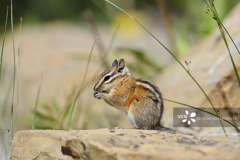 加拿大艾伯塔省沃特顿湖国家公园，一只最小花鼠（Tamias minimus）坐在岩石上进食。图片素材
