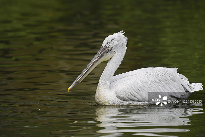 斑点鹈鹕（Pelecanus crispus），在希腊中马其顿的凯尔基尼湖游泳图片素材