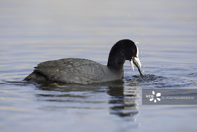 欧洲秧鸡（Fulica atra）在德国北莱茵-威斯特法伦州觅食图片素材