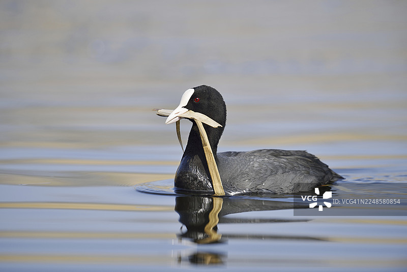 在德国北莱茵-威斯特法伦州，一只黑水鸡（Fulica atra）嘴里叼着筑巢材料在游泳图片素材
