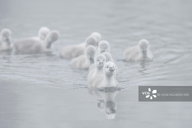 晨雾中，一只白天鹅（Cygnus olor）带着它的雏鸟在德国北莱茵-威斯特法伦州游泳图片素材